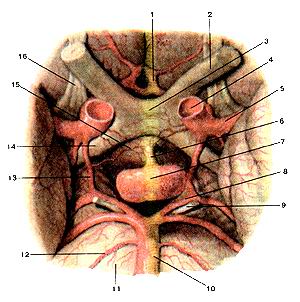 
  Рис. 259. Гипофиз (hipophysis) и его взаимоотношения с кровеносными сосудами 
  головного мозга и с черепными
  нервами. Вид снизу.
  1-передняя мозговая артерия; 2-зрительный нерв; 3-перекрест зрительных нервов; 
  4-внутренняя сонная артерия; 5-средняя мозговая артерия^6-воронка (серого буфа); 
  7-гипофиз; 8-задняя мозговая артерия; 9-глазодвигательный нерв; 10-основная 
  (бази-лярная) артерия; 11-мост (мозга); 12-артерия лабиринта; 13-зад-няя соединительная 
  артерия; 14-зрительный тракт; 15-серый бугор; 16-обонятельный тракт.
  Fig. 259. Гипофиз и его взаимоотношения с кровеносными сосудами головного мозга 
  и с черепными нервами. Вид снизу. 1-arteria cerebri anterior; 2-nervus opticus; 
  3-chiasma opticum; 4-arteria carotis interna; 5-arteria cerebri media; 6-infundibulum; 
  7-hypophysis; 8-arteria cerebri posterior; 9-nervus oculomotorius; 10-arteria 
  basilaris; 11-pons; 12-teria labyrinthi; 13-arteria communicans posterior; 14-tractus 
  opticus; 15-tubercinereum.
  Fig. 259. Pituitary body and its interrelation with blood vessels of
  brain and cranial nerves. Inferior aspect.
  I-anterior cerebral artery; 2-optic nerve; 3-optic chiasm; 4-intemal carotid 
  artery; 5-middle cerebral artery; 6-infundibulum (of tuber cineram); 7-pituitary 
  gland; 8-posterior cerebral artery; 9-oculomotor nerve; 10-basilar artery; 11-pons; 
  12-labyrimhine artery; 13-posterior communicating artery; 14-optic tract; 15-grey 
  tuber; 16-olfactory tract.